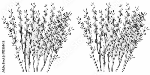 Two groups of sketched branches with small leaves in a black and white illustration style drawing art | editable eps vectors silhouette