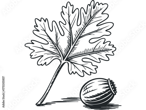 Line art leaf and seed pod with transparent background. Vector hand drawn