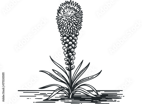 Botanical drawing of a flowering plant on a transparent background. Vector hand drawn
