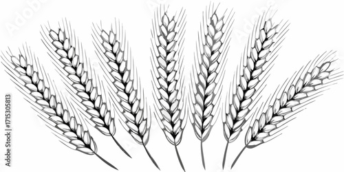 Illustration showing seven wheat stalks arranged in a semi circle in black and white drawing style | editable eps vectors silhouette