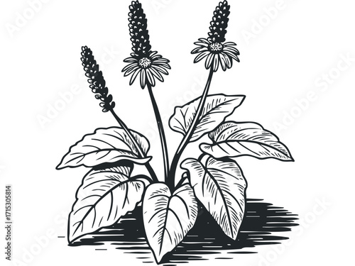 Black and white ink drawing of a plant with spiky flowers. Vector hand drawn