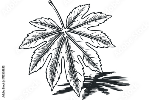 Hand drawn maple leaf on transparent background. Vector hand drawn