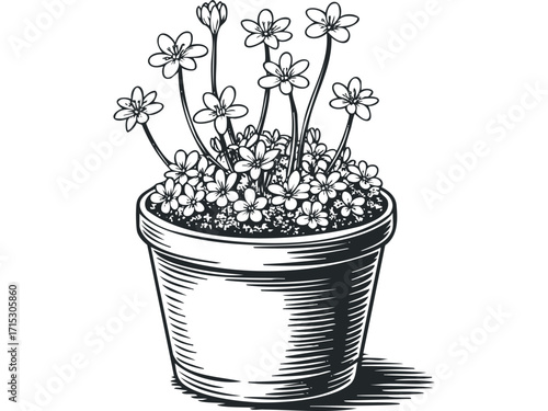 Potted flowering plant in linocut style. Vector hand drawn
