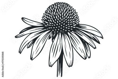 Black and white line art flower on transparent background. Vector hand drawn