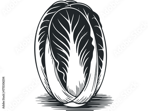Napa Cabbage Vegetable Line Art. Vector hand drawn