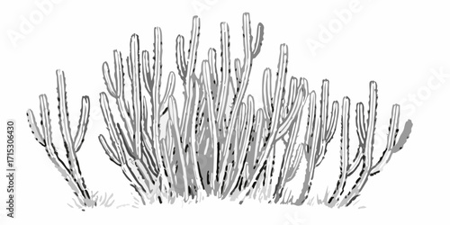 Illustration of a group of tall cacti plants with segmented bodies in a grayscale drawing style image | editable eps vectors silhouette