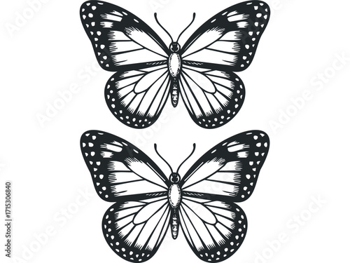 Two Monarch Butterfly Silhouettes Isolated on Transparent Background. Vector hand drawn