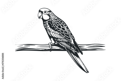 Detailed monochrome parrot perch on branch. Vector hand drawn