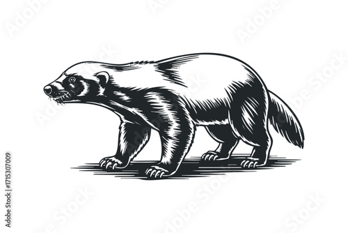 Monoline Wolverine Animal with Transparent Background. Vector hand drawn