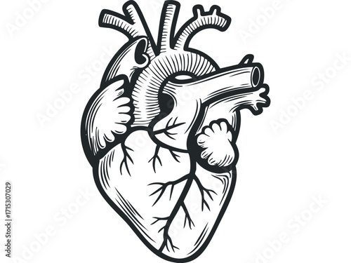 Anatomical heart with vascular system drawing on transparent. Vector hand drawn
