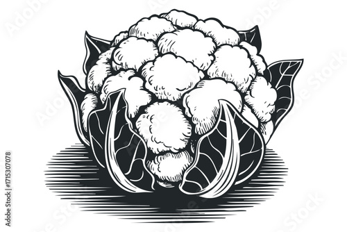 Cauliflower on transparent background image. Vector hand drawn