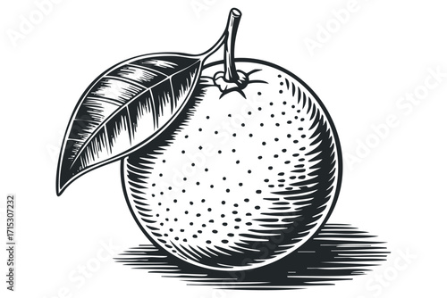 Orange fruit with leaf on transparent background. Vector hand drawn