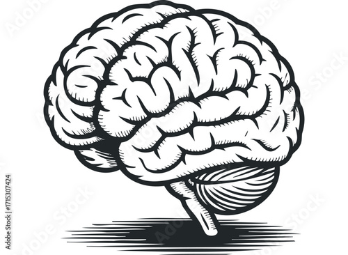 Human Brain Anatomy Line Art on Transparent. Vector hand drawn
