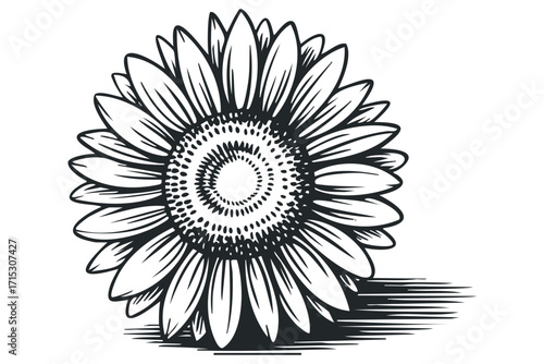 Single sunflower in linocut style isolated on transparent background. Vector hand drawn