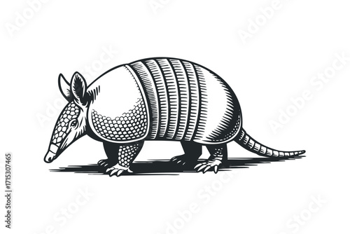 Woodcut Style Armadillo Animal Image Transparent Background. Vector hand drawn