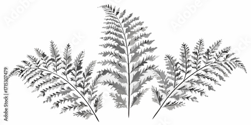 Three fern fronds in grayscale with detailed leaves and stems arranged symmetrically on white background | editable eps vectors silhouette