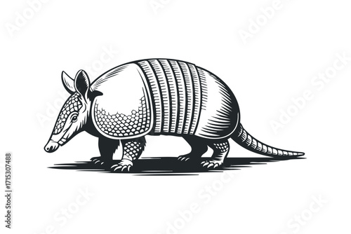 Armadillo walking isolated image. Vector hand drawn