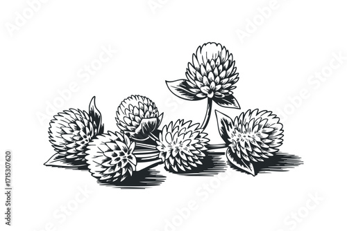 Cluster of Globe Amaranth flowers image with transparent background. Vector hand drawn