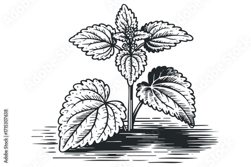 Line art of a medicinal herb branch with leaves on transparent background. Vector hand drawn