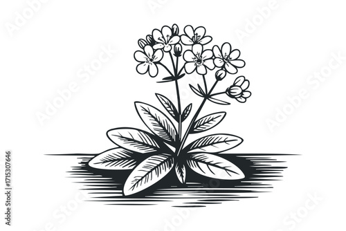 Black and white linocut of delicate wildflowers with leaves. Vector hand drawn