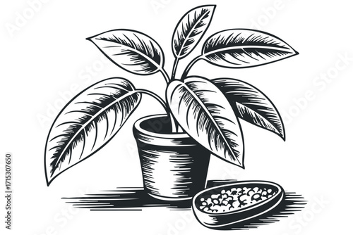 Potted plant with spilled seeds on transparent. Vector hand drawn