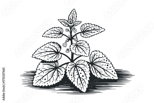 Ink drawn plant with leaves and small flowers. Vector hand drawn