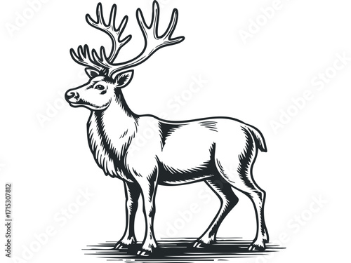 Majestic Stag With Antlers Standing. Vector hand drawn