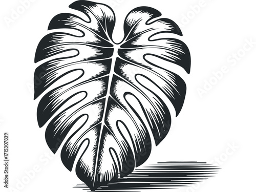 Monstera Leaf Silhouette with Hatching Shadow. Vector hand drawn