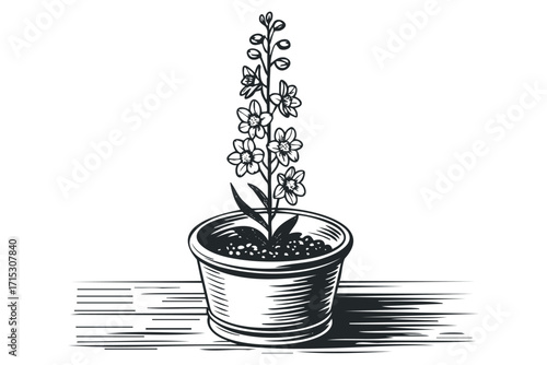 Delphinium flower in pot line art on transparent. Vector hand drawn