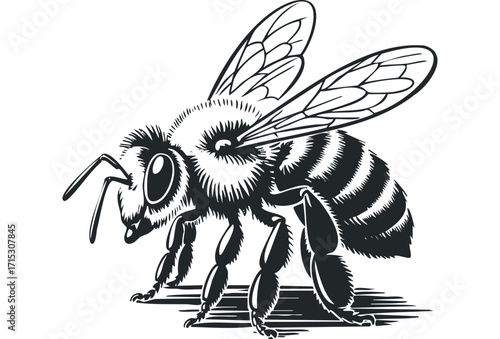 Striking graphic bee insect on transparent. Vector hand drawn