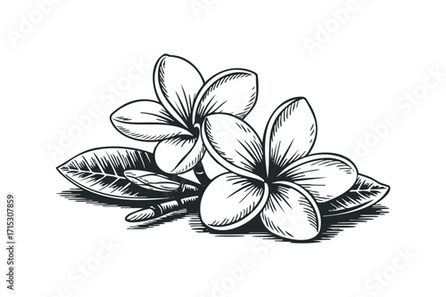Plumeria Flowers and Leaves Isolated. Vector hand drawn