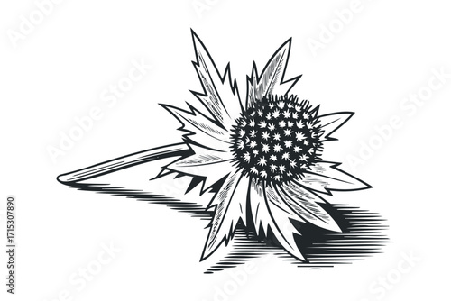 Line Art Spiky Flower. Vector hand drawn