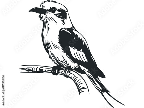 Ink Drawing of a Bird Perched on a Branch. Vector hand drawn