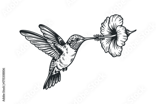 Hummingbird feeding on a hibiscus flower on transparent background. Vector hand drawn
