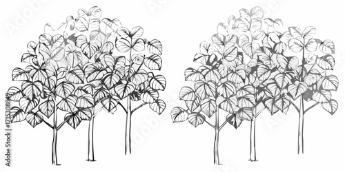 Illustration of two groups of trees with dense foliage in grayscale with a white background | editable eps vectors silhouette