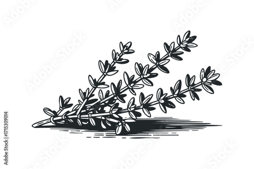 Black and white sketch of thyme sprigs. Vector hand drawn