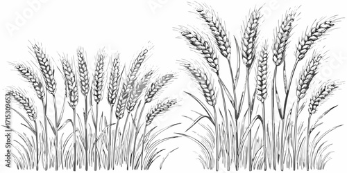 Illustration shows two groups of wheat stalks with detailed grains and leaves, in black and white style | editable eps vectors silhouette