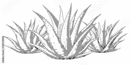 Three aloe vera plants with pointed leaves arranged together in a cluster against a white background | editable eps vectors silhouette