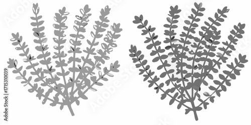 Two gray scale illustrations of leafy plants with small leaves arranged oppositely on stems are shown | editable eps vectors silhouette