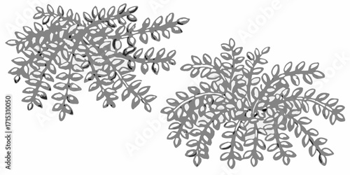 Two bunches of grayscale leaves on branches with a white background creating a natural and simple design | editable eps vectors silhouette