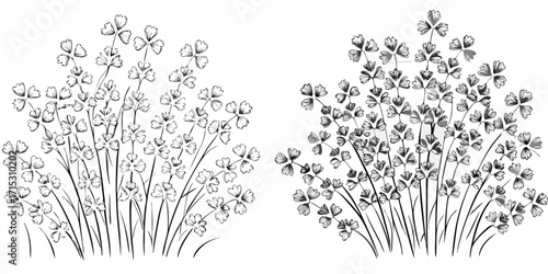 Two bunches of clover plants with thin stems and four leaf clovers in a black and white sketch style | editable eps vectors silhouette