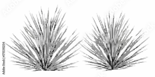 Two clumps of grass with thin blades growing in a dense formation in a grayscale rendering on white background | editable eps vectors silhouette