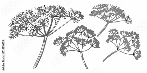 Illustration of several dill plants with detailed leaves and stems in grayscale drawing style art | editable eps vectors silhouette