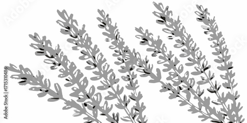 Illustration of several sprigs of lavender with small leaves in grayscale on a white background | editable eps vectors silhouette