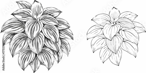 Two botanical illustrations of hosta plants with detailed leaf venation and shading techniques shown | editable eps vectors silhouette