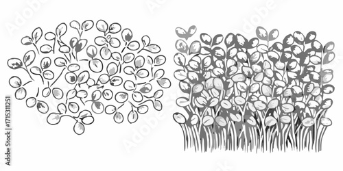 Illustration showing two clusters of seedlings with small round leaves in black and white style | editable eps vectors silhouette