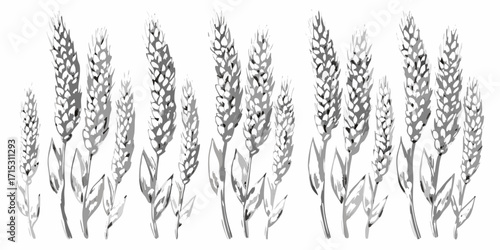Illustration of several wheat stalks with leaves in a monochrome watercolor style artistic rendering | editable eps vectors silhouette