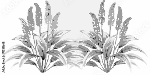 Illustration showing two symmetrical plantain plants with leaves and flower spikes in grayscale | editable eps vectors silhouette