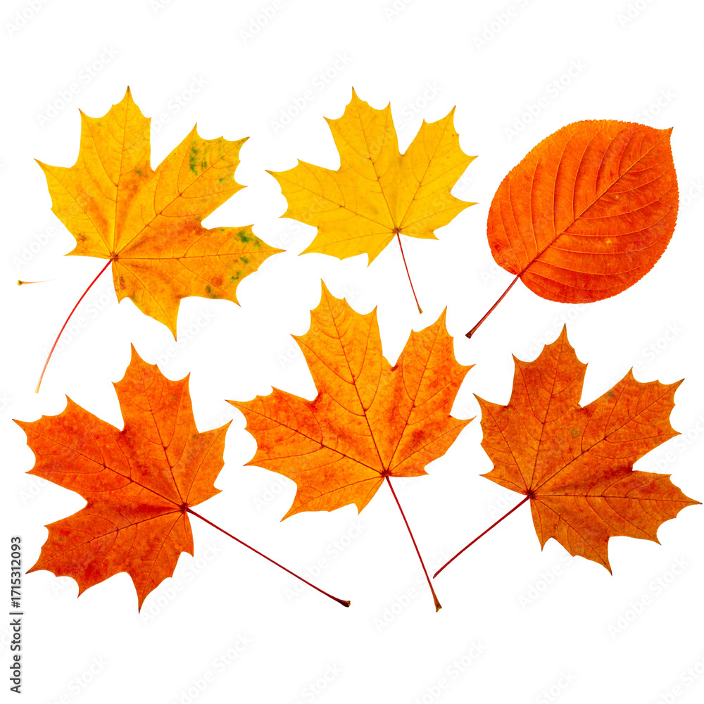 Obraz premium Close up photo, collection set of five different orange and yellow colorful leaves in autumn, isolated on panoramic transparent background, fall autumnal season, png file