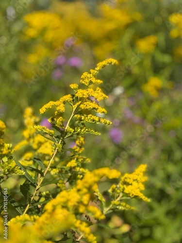 Closeup of Goldenrod in a Meadow at the end of summer